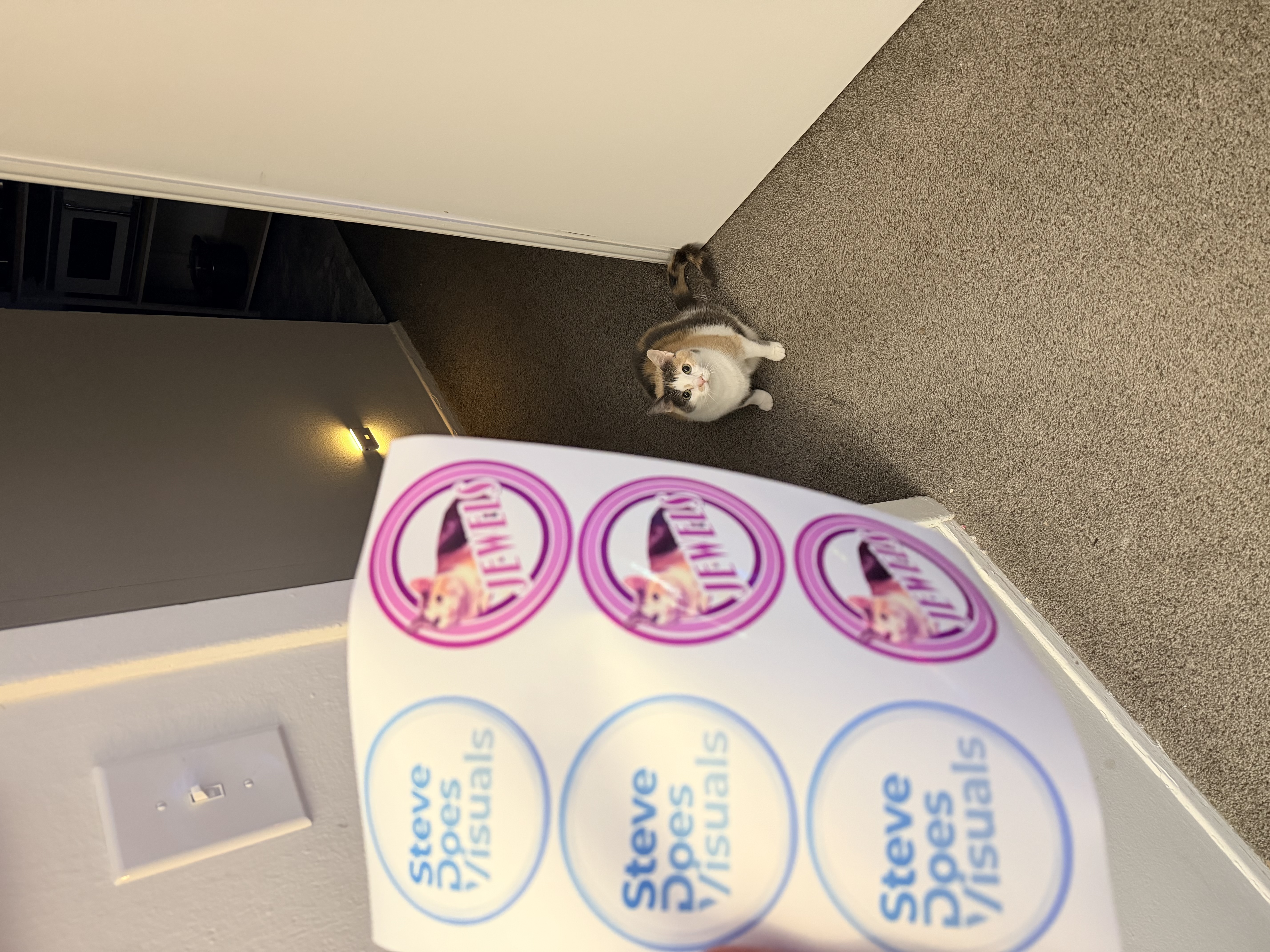 Jewels the studio cat with stickers
